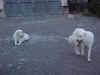 IndraEstel_small.gif (6489 bytes)