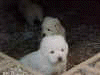Sanson_small.gif (32768 bytes)