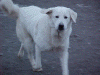 indra_small.gif (32768 bytes)